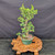 Dwarf Jade (Portulacaria afra) pre-bonsai, tree 11599, side view in nursery pot