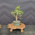 Dwarf Jade (Portulacaria afra) pre-bonsai, tree 11161, front view in nursery pot