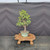 Dwarf Jade (Portulacaria afra) pre-bonsai, tree 11618, front view in nursery pot