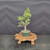 Dwarf Jade (Portulacaria afra) pre-bonsai, tree 11623, front view in nursery pot