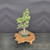 Dwarf Jade (Portulacaria afra) pre-bonsai, tree 11623, side view in nursery pot