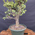 Dwarf Jade (Portulacaria afra) pre-bonsai, tree 11623, close-up of trunk and base