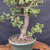 Dwarf Jade (Portulacaria afra) pre-bonsai, tree 11643, close-up of trunk and base