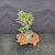 Dwarf Jade (Portulacaria afra) pre-bonsai, tree 11727, side view in nursery pot