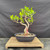 Fused Imported Tiger Bark Ficus Pre-Bonsai – Choose Your Exact Tree