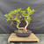 Fused Imported Tiger Bark Ficus Pre-Bonsai – Choose Your Exact Tree