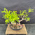 Fused Imported Tiger Bark Ficus Pre-Bonsai – Choose Your Exact Tree