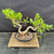 Fused Imported Tiger Bark Ficus Pre-Bonsai – Choose Your Exact Tree