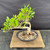 Fused Imported Tiger Bark Ficus Pre-Bonsai – Choose Your Exact Tree