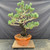 Full front view of a large imported Japanese White Pine with a thick, dark-barked trunk, broad unstyled branch structure, blue-green needle clusters, and an orange Tokoname grow pot.