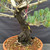 Close-up of the Japanese White Pine’s wide trunk base and deeply fissured dark bark, with lower branches, blue-green needles, coarse bonsai soil, and a fertilizer basket visible.