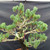 Detailed view of the Japanese White Pine’s upper trunk and crown showing established branching, open interior structure, developing shoots, and dense blue-green needle clusters.
