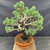 Full alternate view of the large imported Japanese White Pine showing its broad canopy, abundant branches, mature trunk, blue-green foliage, coarse soil, and orange Tokoname grow pot.