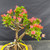 Close view of the Pink Pixie Bougainvillea canopy showing green leaves, branching, clusters of pink and coral bracts, and small white flowers.