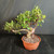 Tiger Bark Ficus (Ficus microcarpa) pre-bonsai, tree TWEB19383, angled view in nursery pot