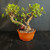 Tiger Bark Ficus (Ficus microcarpa) pre-bonsai, tree TWEB19341, front view in nursery pot