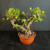 Tiger Bark Ficus (Ficus microcarpa) pre-bonsai, tree TWEB19341, angled view in nursery pot
