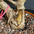 Tiger Bark Ficus (Ficus microcarpa) pre-bonsai, tree TWEB19341, close-up of trunk and base