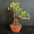 Tiger Bark Ficus (Ficus microcarpa) pre-bonsai, tree TWEB19403, front view in nursery pot