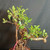 Tiger Bark Ficus (Ficus microcarpa) pre-bonsai, tree TWEB19403, closer view of branches and foliage