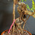Tiger Bark Ficus (Ficus microcarpa) pre-bonsai, tree TWEB19403, close-up of trunk and base