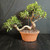 Tiger Bark Ficus (Ficus microcarpa) pre-bonsai, tree TWEB19342, front view in nursery pot