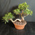 Tiger Bark Ficus (Ficus microcarpa) pre-bonsai, tree TWEB19342, angled view in nursery pot