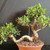Tiger Bark Ficus (Ficus microcarpa) pre-bonsai, tree TWEB19342, closer view of branches and foliage
