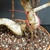 Tiger Bark Ficus (Ficus microcarpa) pre-bonsai, tree TWEB19342, close-up of trunk and base