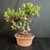 Tiger Bark Ficus (Ficus microcarpa) pre-bonsai, tree TWEB19363, front view in nursery pot