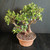 Tiger Bark Ficus (Ficus microcarpa) pre-bonsai, tree TWEB19363, angled view in nursery pot