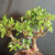 Tiger Bark Ficus (Ficus microcarpa) pre-bonsai, tree TWEB19363, closer view of branches and foliage