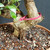 Tiger Bark Ficus (Ficus microcarpa) pre-bonsai, tree TWEB19363, close-up of trunk and base
