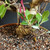 Tiger Bark Ficus (Ficus microcarpa) pre-bonsai, tree TWEB19446, close-up of trunk and base