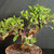 Tiger Bark Ficus (Ficus microcarpa) pre-bonsai, tree TWEB19446, alternate view in nursery pot