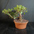 Tiger Bark Ficus (Ficus microcarpa) pre-bonsai, tree TWEB19368, angled view in nursery pot