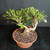 Tiger Bark Ficus (Ficus microcarpa) pre-bonsai, tree TWEB19368, view from above showing branch layout