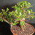 Tiger Bark Ficus (Ficus microcarpa) pre-bonsai, tree TWEB19368, alternate view in nursery pot