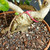 Tiger Bark Ficus (Ficus microcarpa) pre-bonsai, tree TWEB19368, close-up of trunk and base