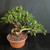 Tiger Bark Ficus (Ficus microcarpa) pre-bonsai, tree TWEB19326, angled view in nursery pot