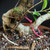 Tiger Bark Ficus (Ficus microcarpa) pre-bonsai, tree TWEB19326, close-up of trunk and base