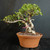 Tiger Bark Ficus (Ficus microcarpa) pre-bonsai, tree TWEB19256, front view in nursery pot