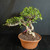 Tiger Bark Ficus (Ficus microcarpa) pre-bonsai, tree TWEB19256, angled view in nursery pot