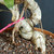 Tiger Bark Ficus (Ficus microcarpa) pre-bonsai, tree TWEB19256, close-up of trunk and base