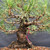Close-up inside the Japanese Black Pine canopy showing the thick trunk, mature bark, pruning cuts, and multiple branches wrapped with brown training wire.