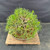 Elevated view of the compact Japanese Black Pine showing its broad rounded canopy, dense needle growth, wired branches, and shallow oval ceramic pot.