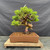 Front view of an Itoigawa Shimpaku juniper bonsai with dense green foliage, twisting deadwood and a rectangular Yixing ceramic pot.