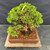 Elevated view of the Itoigawa Shimpaku bonsai showing its rounded canopy, upright jin and rectangular Yixing pot.