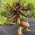 Detailed view inside the Itoigawa juniper canopy showing aged trunk wood, wired branches and compact green foliage.