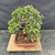Elevated view of the Australian Brush Cherry bonsai showing its rounded upper canopy, lower foliage pads and rectangular etched pot.